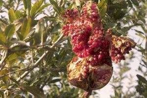 Lire la suite à propos de l’article Fendre les fruits de la grenade : raisons pour lesquelles les grenades s'ouvrent sur l'arbre