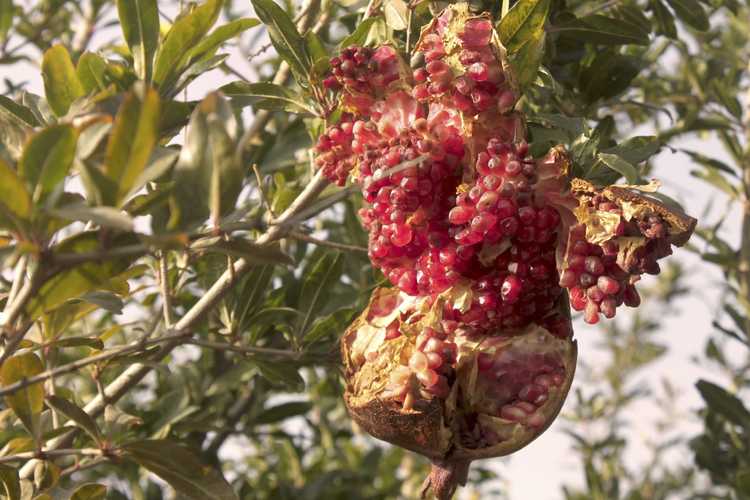 You are currently viewing Fendre les fruits de la grenade : raisons pour lesquelles les grenades s'ouvrent sur l'arbre