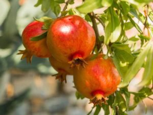 Lire la suite à propos de l’article Qu'est-ce que la maladie cardiaque noire : graines noires pourries dans les fruits de la grenade