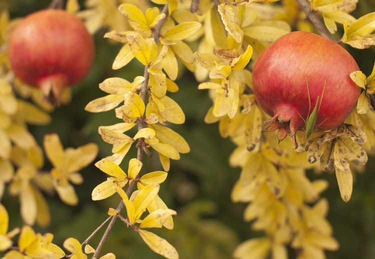 You are currently viewing Jaunissement des feuilles de grenade : pourquoi les feuilles de grenade jaunissent