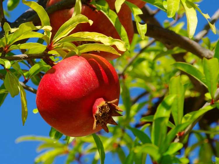 You are currently viewing Pas de grenades sur les arbres : comment faire en sorte qu'une grenade donne des fruits