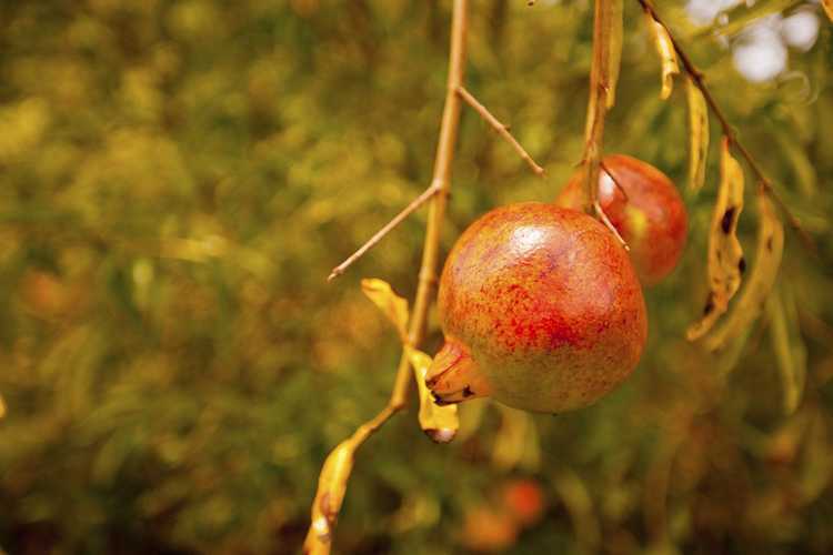 You are currently viewing Les feuilles des grenadiers tombent: pourquoi les grenadiers perdent-ils leurs feuilles