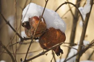 Lire la suite à propos de l’article Entretien hivernal des grenades : comment prendre soin des grenadiers en hiver