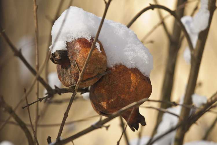 You are currently viewing Entretien hivernal des grenades : comment prendre soin des grenadiers en hiver