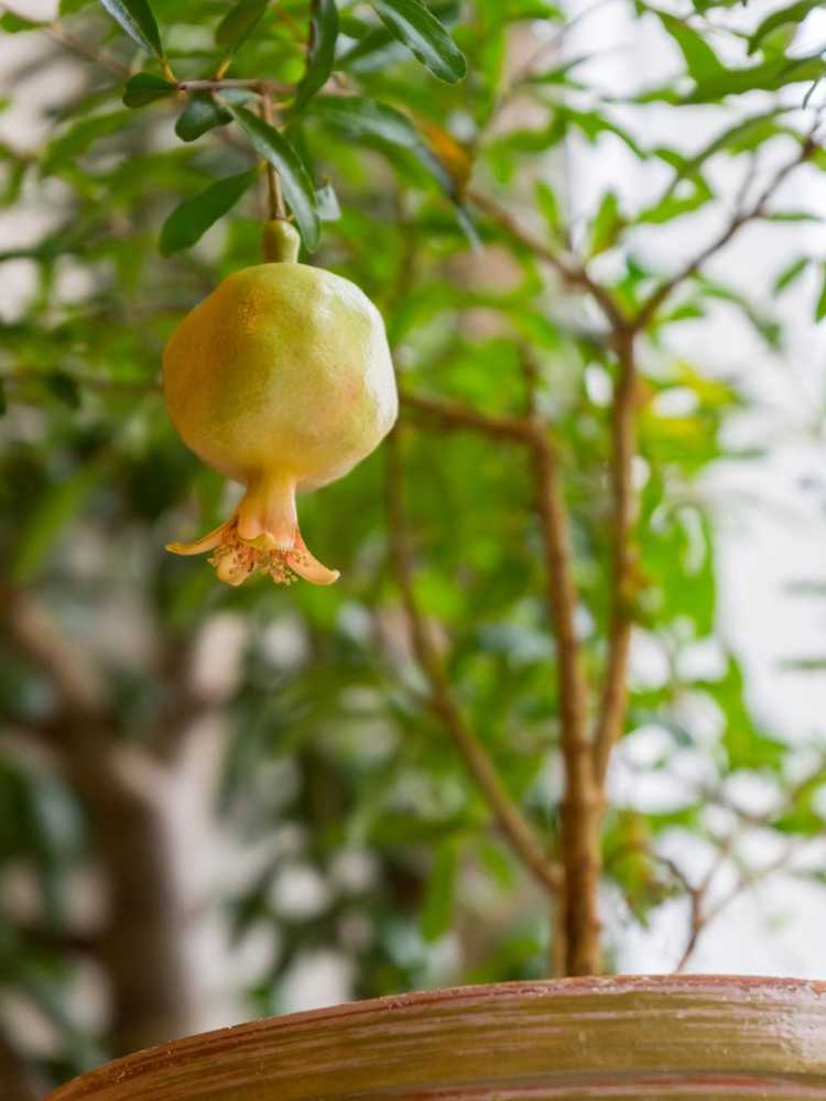 You are currently viewing Grenadiers cultivés en conteneurs – Conseils pour faire pousser une grenade dans un pot