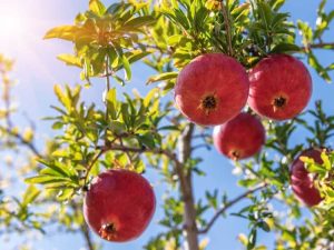 Lire la suite à propos de l’article Replantation de grenades cultivées en pot – Conseils pour transplanter des grenades en pot à l'extérieur