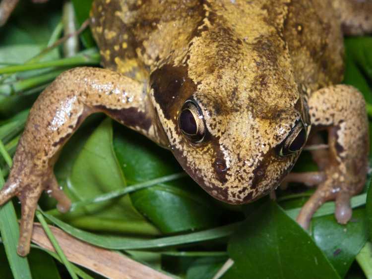 You are currently viewing Habitats respectueux des amphibiens : créer des habitats pour les amphibiens et les reptiles des jardins