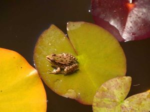 Lire la suite à propos de l’article Feuilles de nénuphar rouge : raisons pour lesquelles un nénuphar a des feuilles rouges