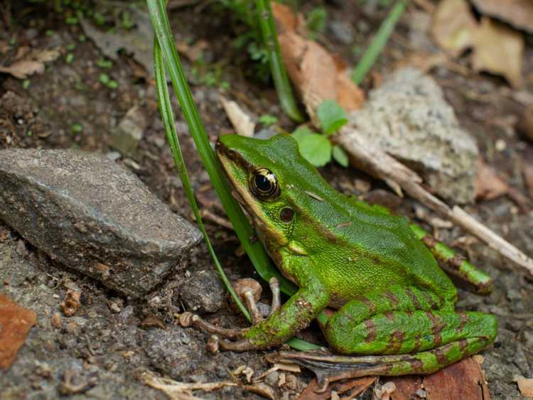 Lire la suite à propos de l’article Jardins respectueux des grenouilles : conseils pour attirer les grenouilles dans le jardin