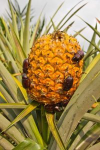 Lire la suite à propos de l’article Faire face aux problèmes de l'ananas : gérer les ravageurs et les maladies de l'ananas