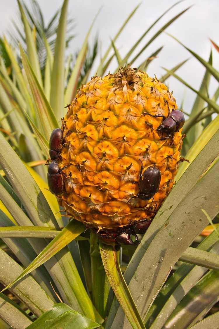 You are currently viewing Faire face aux problèmes de l'ananas : gérer les ravageurs et les maladies de l'ananas