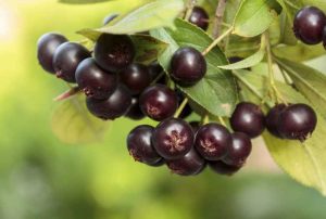 Lire la suite à propos de l’article Temps de récolte d'Aronia : conseils pour la récolte et l'utilisation des aronia