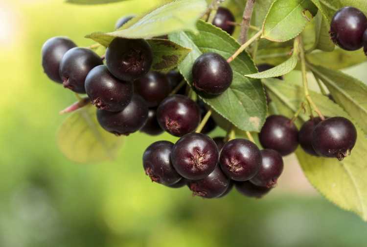 You are currently viewing Temps de récolte d'Aronia : conseils pour la récolte et l'utilisation des aronia