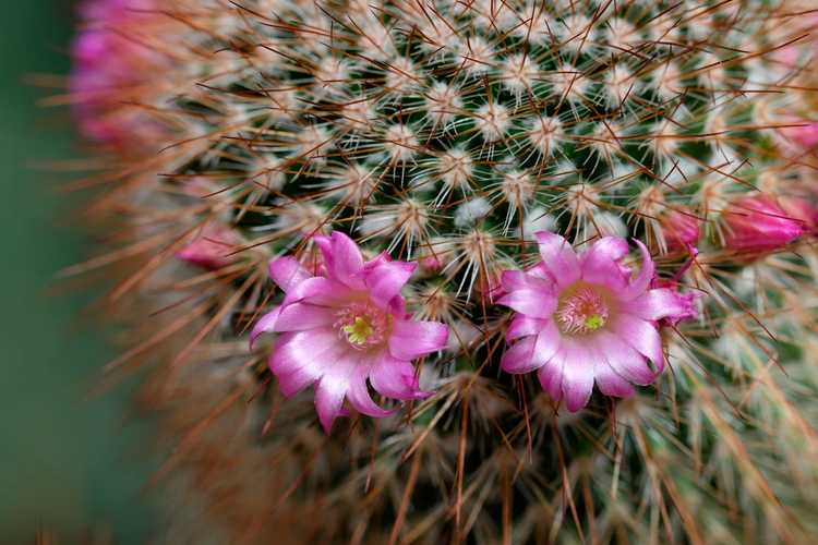 Lire la suite à propos de l’article Deadheading A Cactus – Les fleurs de cactus devraient-elles être mortes