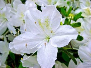 Lire la suite à propos de l’article Thèmes de fleurs blanches : conseils pour créer un jardin entièrement blanc