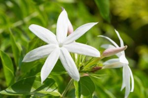 Lire la suite à propos de l’article Types de plantes de jasmin : variétés courantes de plantes de jasmin