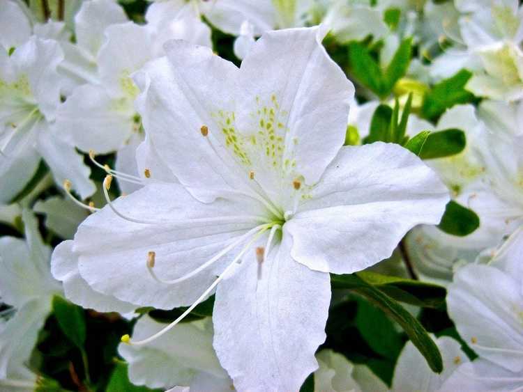 You are currently viewing Thèmes de fleurs blanches : conseils pour créer un jardin entièrement blanc