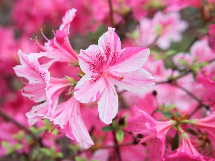 You are currently viewing Types d'azalées – Cultiver différents cultivars de plantes d'azalée