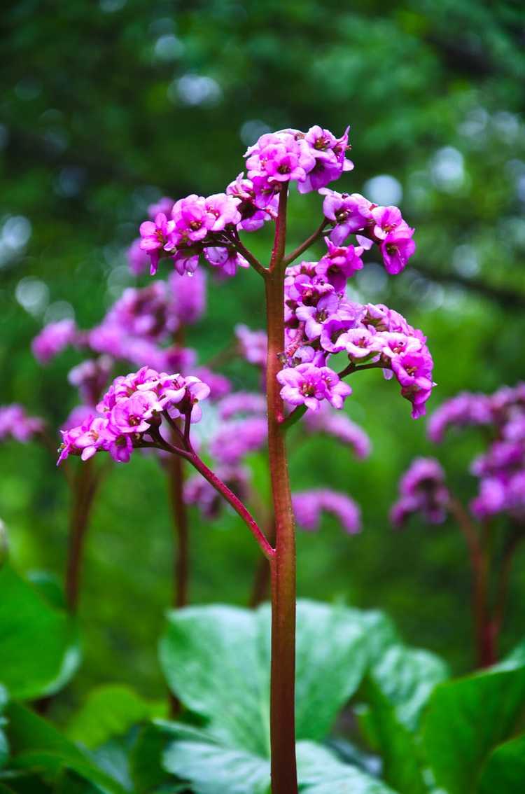 You are currently viewing Types de Bergenia pour les jardins – Combien de types de Bergenia existe-t-il