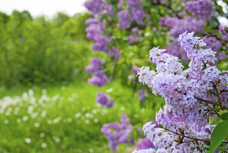 You are currently viewing Qu'est-ce que la phénologie : informations sur la phénologie dans les jardins