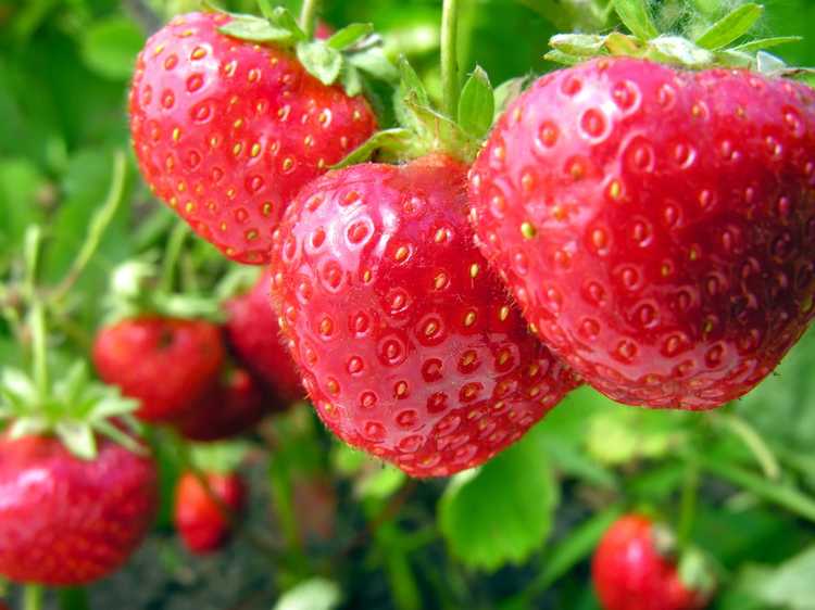 You are currently viewing Heures de refroidissement des fraises – Quelles sont les exigences en matière de refroidissement des fraises