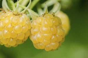 Lire la suite à propos de l’article Plants de framboises dorées : conseils pour cultiver des framboises jaunes