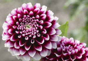 Lire la suite à propos de l’article Types de plantes de Dahlia : Quelles sont les différentes variétés de Dahlia