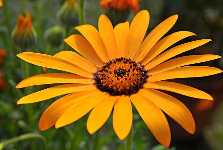 You are currently viewing Problèmes de Dimorphotheca – Dépannage des problèmes de Cape Marigold