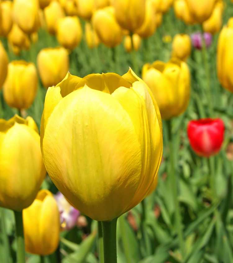 You are currently viewing Que sont les tulipes Darwin – En savoir plus sur les soins des tulipes hybrides Darwin