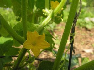 Lire la suite à propos de l’article Pollinisation des plantes de concombre – Comment polliniser le concombre à la main