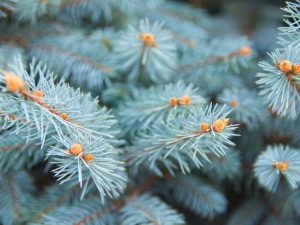 Lire la suite à propos de l’article Guide de plantation de l'épinette bleue du Colorado : conseils pour prendre soin de l'épinette du Colorado