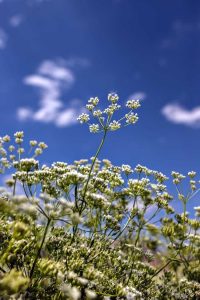 Lire la suite à propos de l’article L'anis repousse-t-il les insectes : informations sur la lutte antiparasitaire naturelle à l'anis