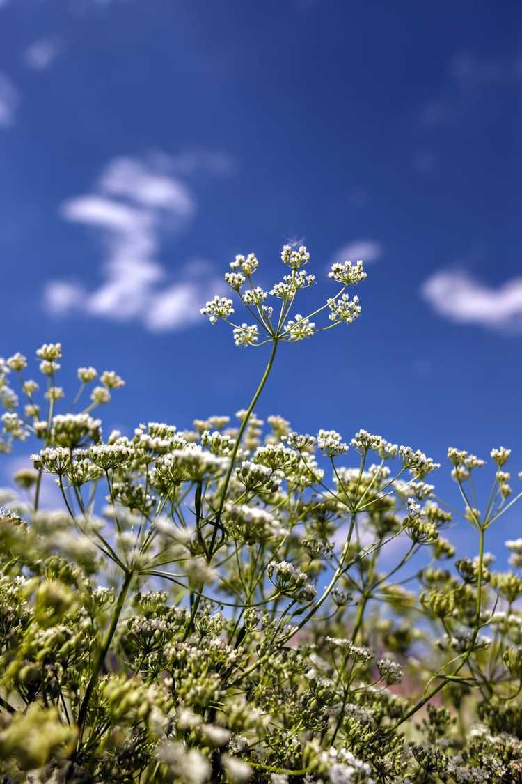 You are currently viewing L'anis repousse-t-il les insectes : informations sur la lutte antiparasitaire naturelle à l'anis