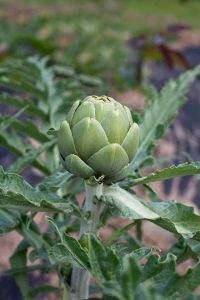 Lire la suite à propos de l’article Plantes d'artichauts cultivées en conteneurs : comment faire pousser des artichauts en pots
