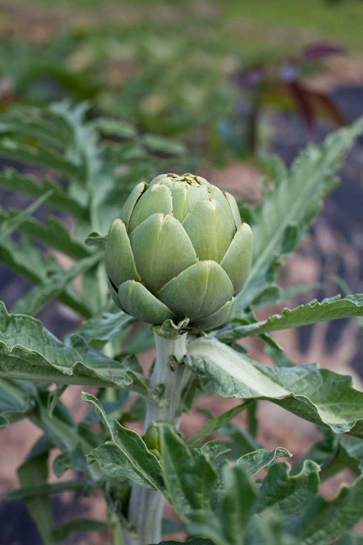 You are currently viewing Plantes d'artichauts cultivées en conteneurs : comment faire pousser des artichauts en pots