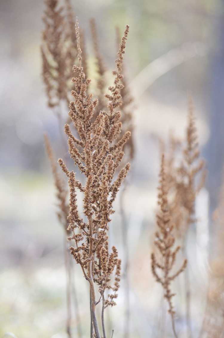 Lire la suite à propos de l’article Entretien d'hiver d'Astilbe : comment hiverner les plantes d'Astilbe