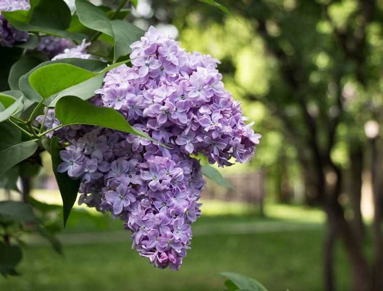 You are currently viewing Lilac Bush ne fleurit pas – Pourquoi mon Lilac Bush ne fleurit-il pas