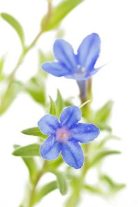 Lire la suite à propos de l’article Qu'est-ce que Lithodora – En savoir plus sur les soins apportés à Lithodora dans les jardins