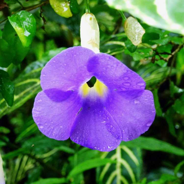 Lire la suite à propos de l’article Planter des graines et des boutures de Sky Vine : Comment faire pousser des plantes de Sky Vine