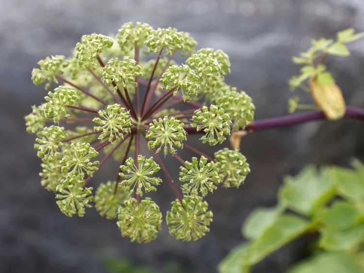 You are currently viewing Angelica Herb: Comment faire pousser de l'angélique