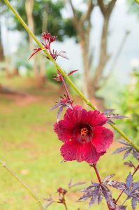 Lire la suite à propos de l’article Informations sur l'hibiscus aux canneberges – Cultiver des plantes d'hibiscus aux canneberges