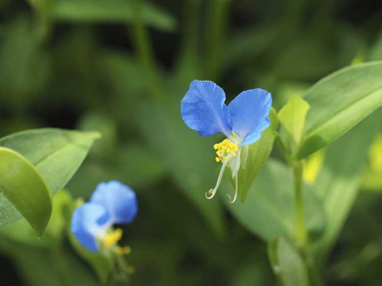 Lire la suite à propos de l’article Contrôle des mauvaises herbes Dayflower – Comment se débarrasser des mauvaises herbes Dayflower