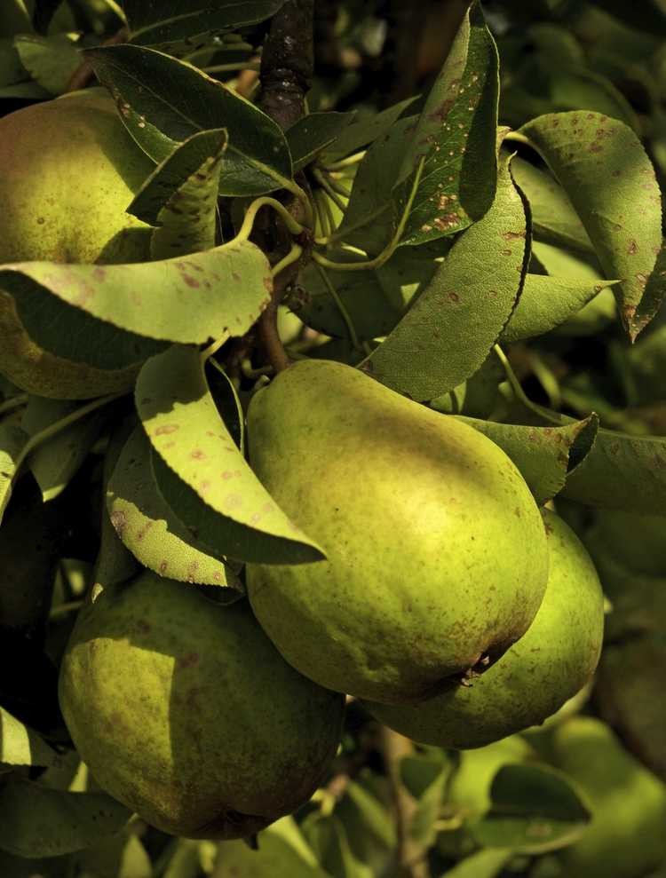 You are currently viewing Qu'est-ce qui est auto-fructueux dans les jardins : découvrez les fruits autogames