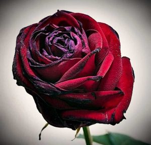 Lire la suite à propos de l’article Pourquoi les pétales de rose ont des bords noirs : dépannage des pointes noires sur les roses