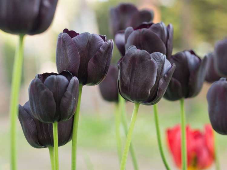 Lire la suite à propos de l’article Jardins de fleurs noires : informations sur la façon de cultiver un jardin noir