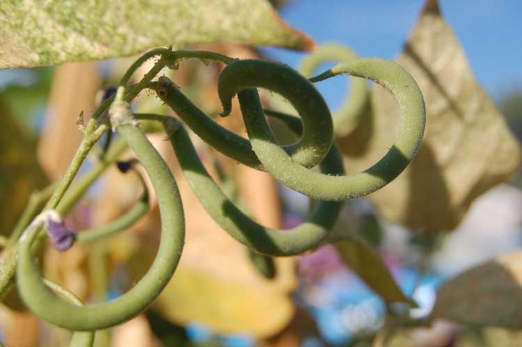 You are currently viewing Haricots courbés : raisons pour lesquelles les gousses de haricots s'enroulent pendant la croissance