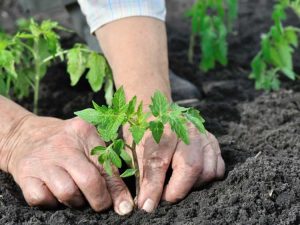 Lire la suite à propos de l’article Problèmes de semis de tomates : découvrez les maladies des semis de tomates