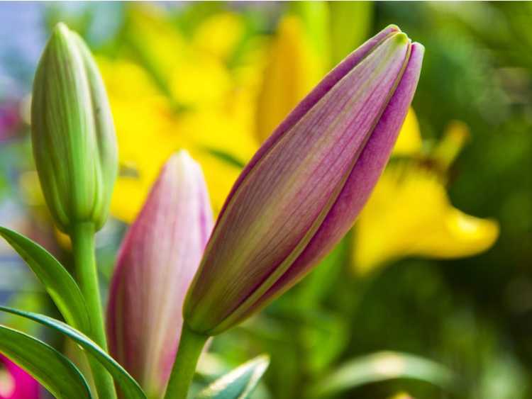 You are currently viewing Lily Bloom Time: combien de temps avant que les lys fleurissent dans le jardin