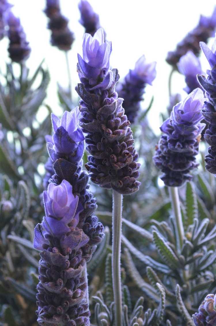 You are currently viewing Engrais pour lavande : quand nourrir la lavande dans les jardins