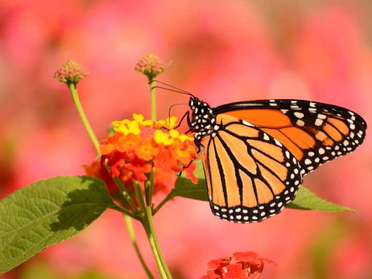 You are currently viewing Fleurs pour une station-service d’automne – Plantes annuelles et vivaces qui peuvent aider à alimenter la migration des papillons